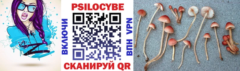 Купить закладки  Карабулак  Псилоцибиновые грибы Psilocybine cubensis 